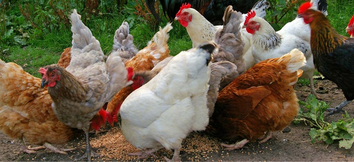 What is the best diet for chickens
