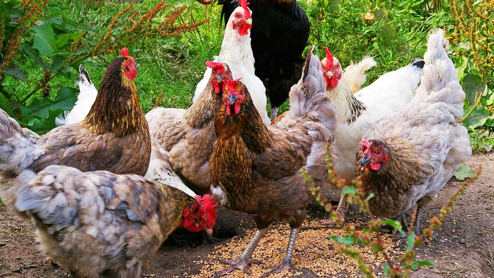 What is the Best Diet for chickens