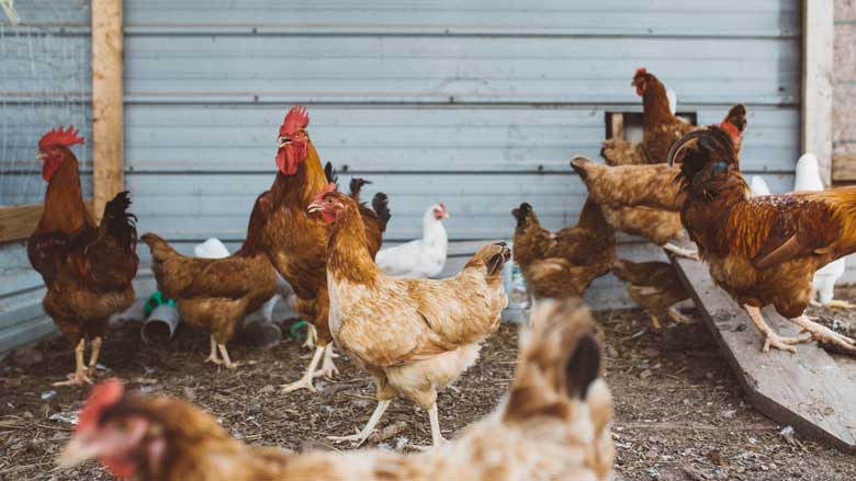 Wind and Shade protection for your chickens